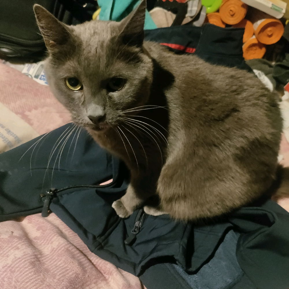 I didn't want to engage with this cat's actual psycho owner so instead of allowing her to go have a walk around the communal flat foyer I gave her my work jacket to enjoy.
