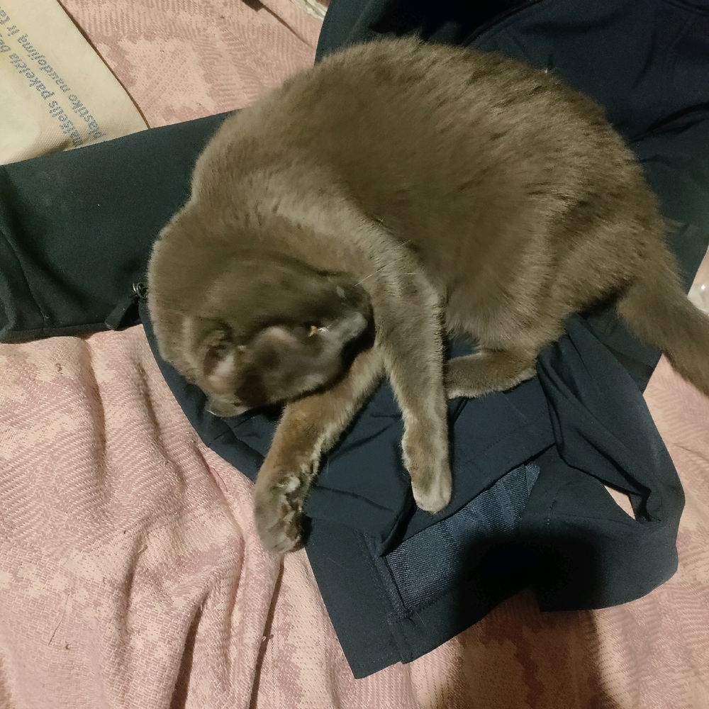 I didn't want to engage with this cat's actual psycho owner so instead of allowing her to go have a walk around the communal flat foyer I gave her my work jacket to enjoy.
