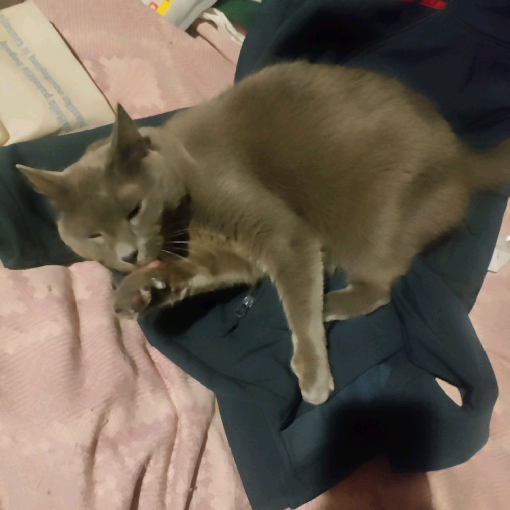 I didn't want to engage with this cat's actual psycho owner so instead of allowing her to go have a walk around the communal flat foyer I gave her my work jacket to enjoy.