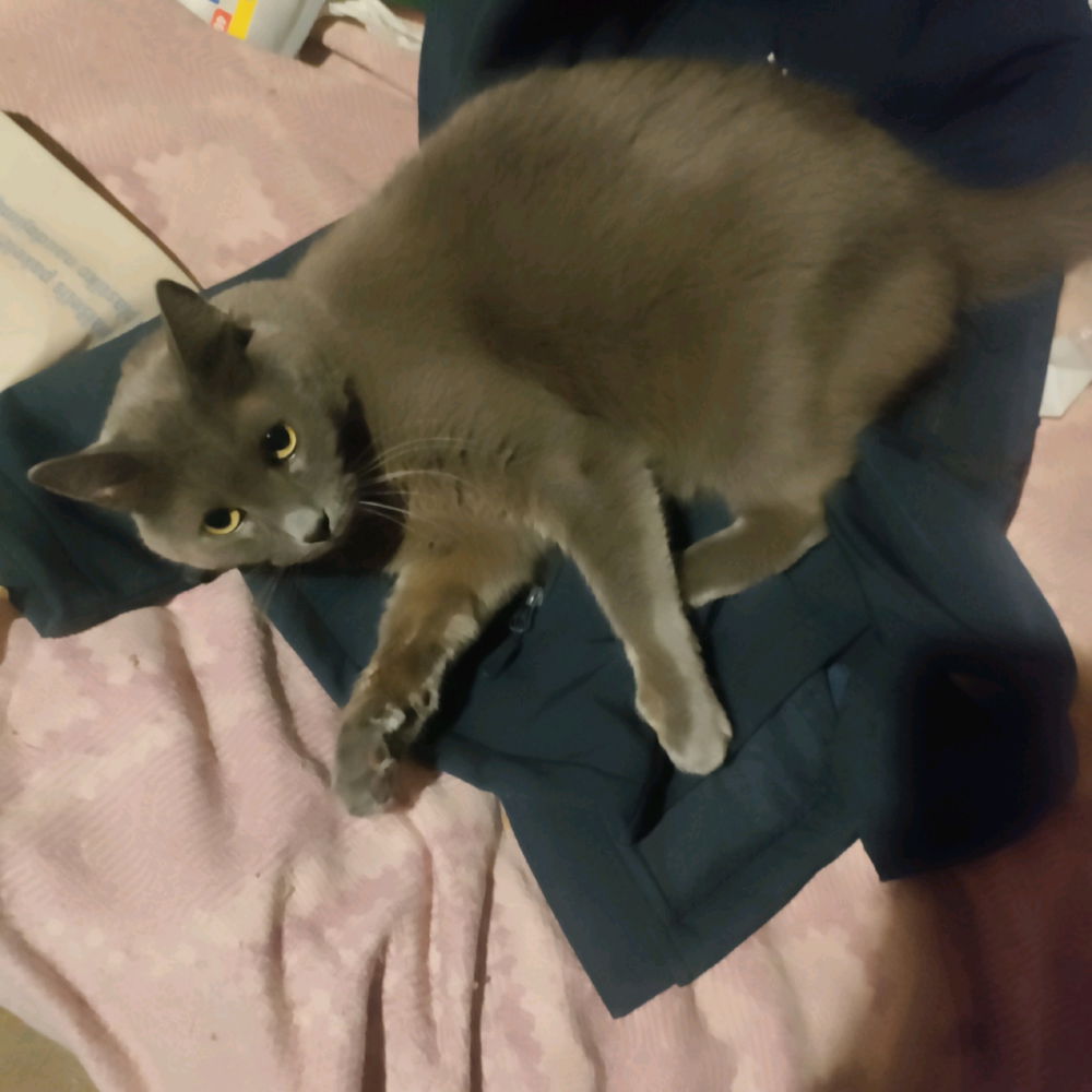 I didn't want to engage with this cat's actual psycho owner so instead of allowing her to go have a walk around the communal flat foyer I gave her my work jacket to enjoy.