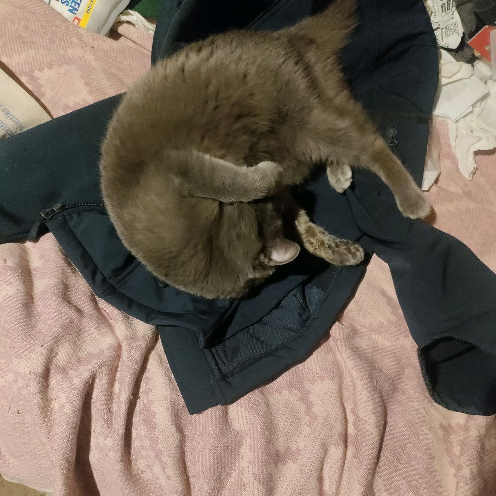 I didn't want to engage with this cat's actual psycho owner so instead of allowing her to go have a walk around the communal flat foyer I gave her my work jacket to enjoy.