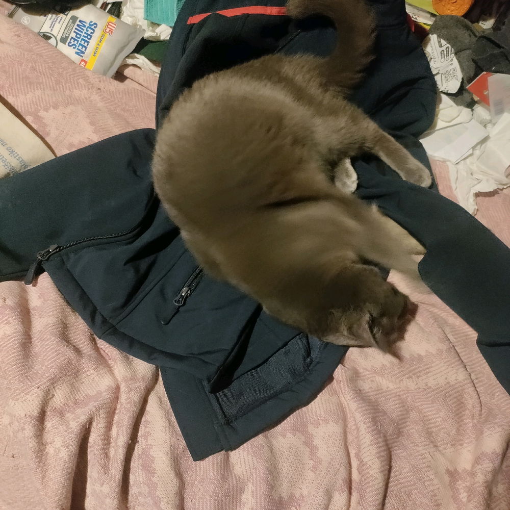 I didn't want to engage with this cat's actual psycho owner so instead of allowing her to go have a walk around the communal flat foyer I gave her my work jacket to enjoy.