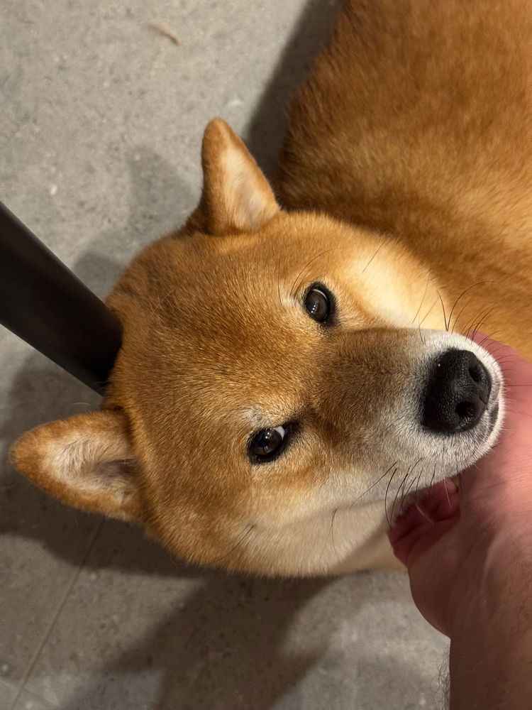 Share the most recent photo of your dog (no cheating!)