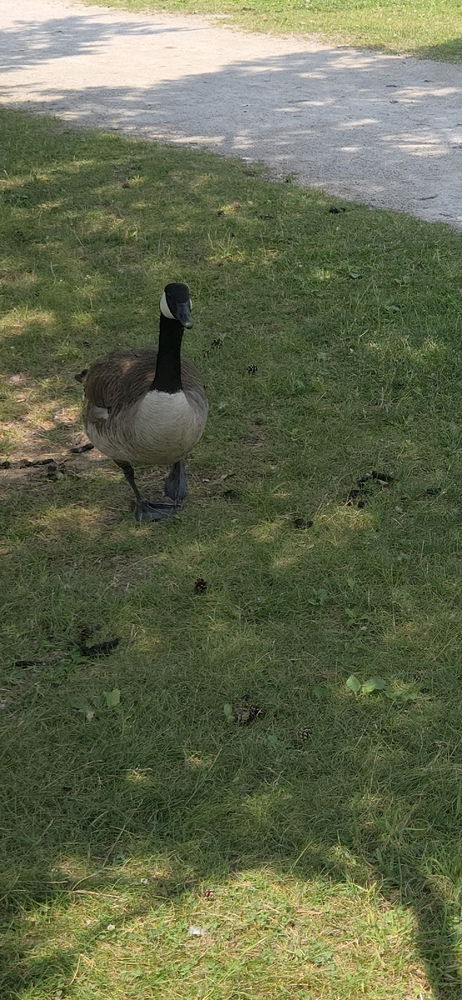 Ducks and geeses