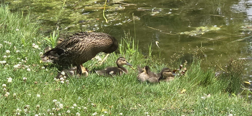 Ducks and geeses