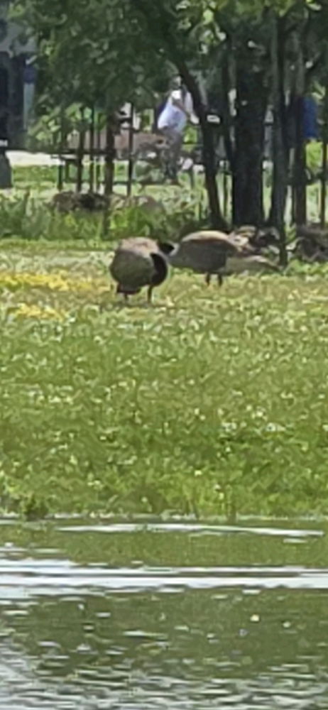 Ducks and geeses