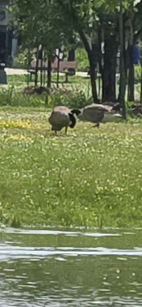 Ducks and geeses