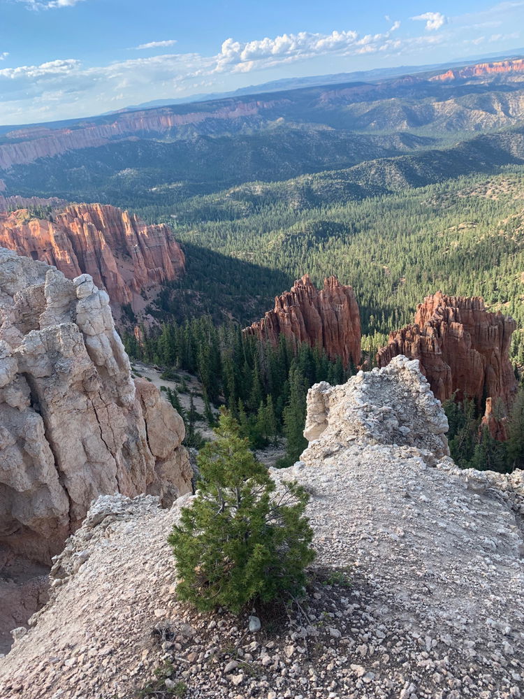 Tree at Bryce Canyon