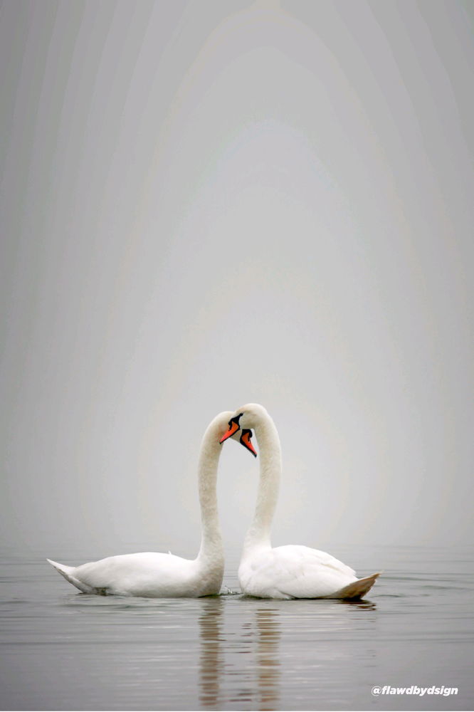 Swans in Love