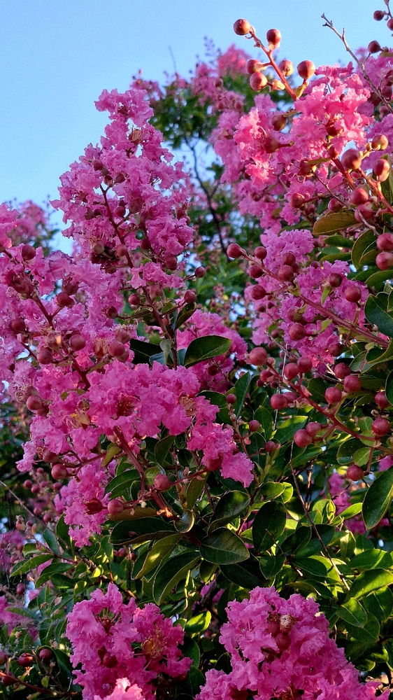 Italy flowers