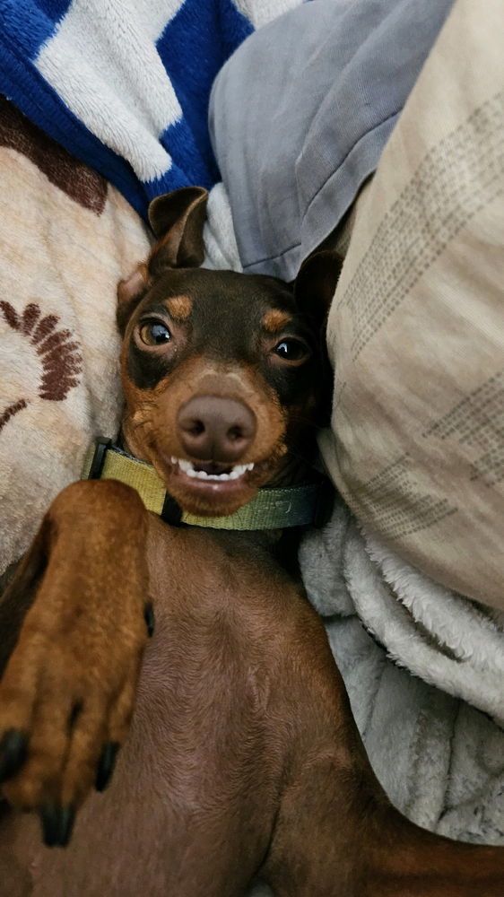 Meet Hades