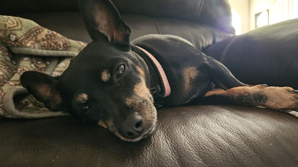 Meet Gaia