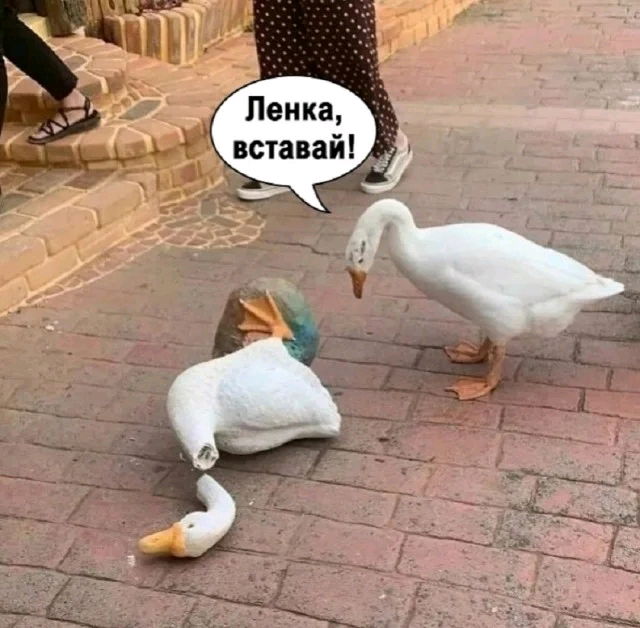 🪿