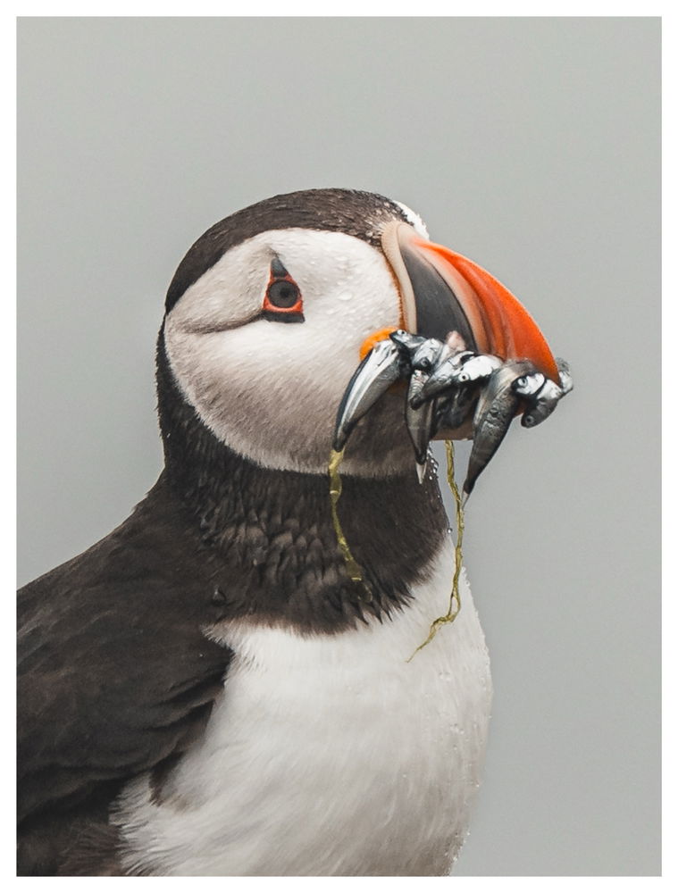 Puffin Photo ^.^