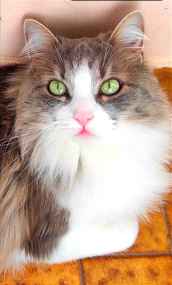 Rate her aura 🐈✨