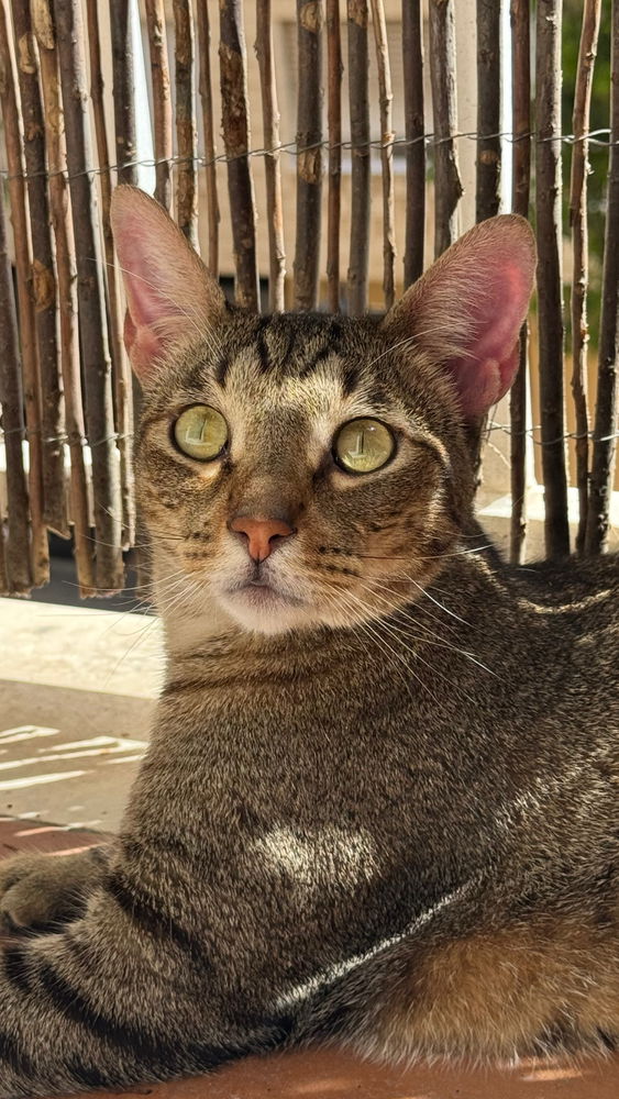 El oído del gato