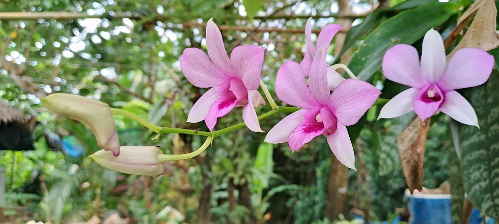 Orchid 💕