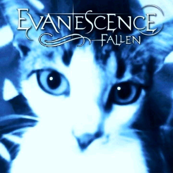 Evanecats 🤣