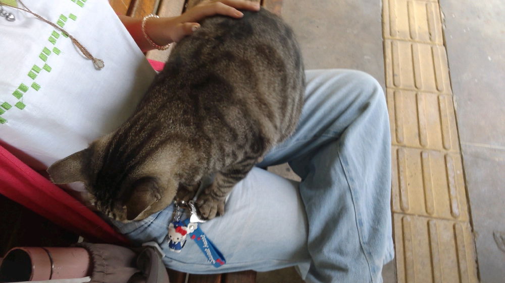 Gatitos