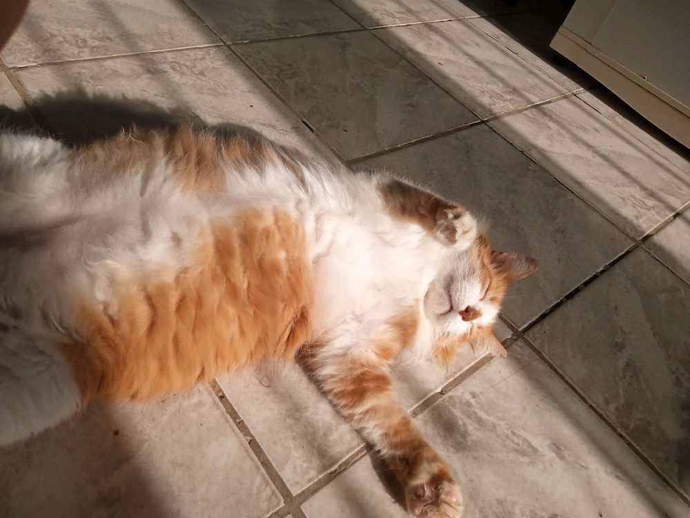 Ele adora um solzinho ☀️