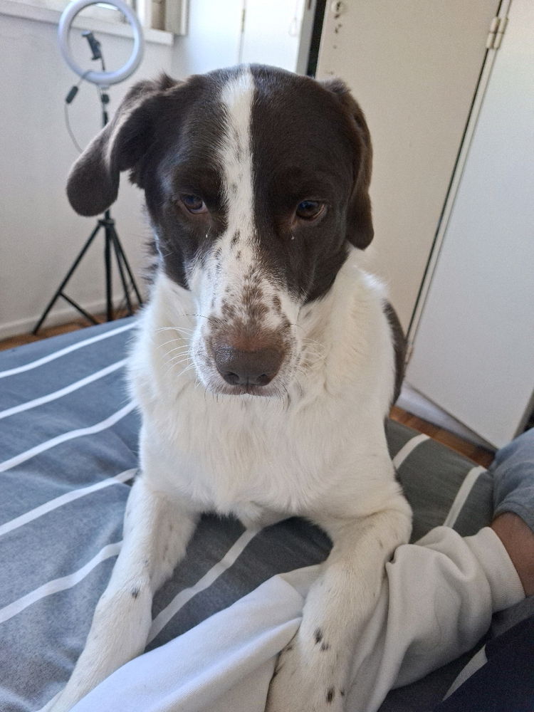 Si fuera un perro