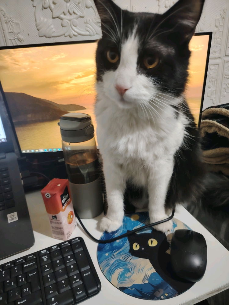Mi gato hermoso
Les gustan más los perros o los gatos??? 🤔