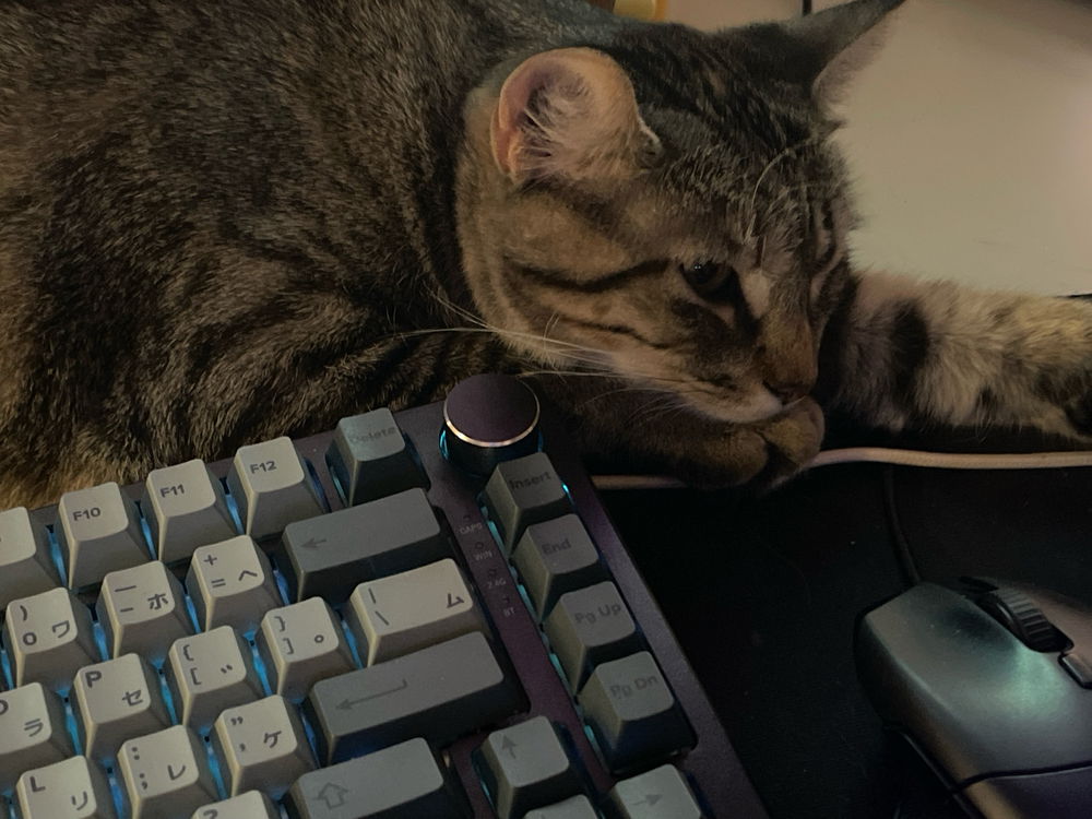 I love my cat ^_^