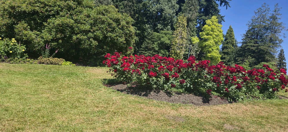 I love flowers