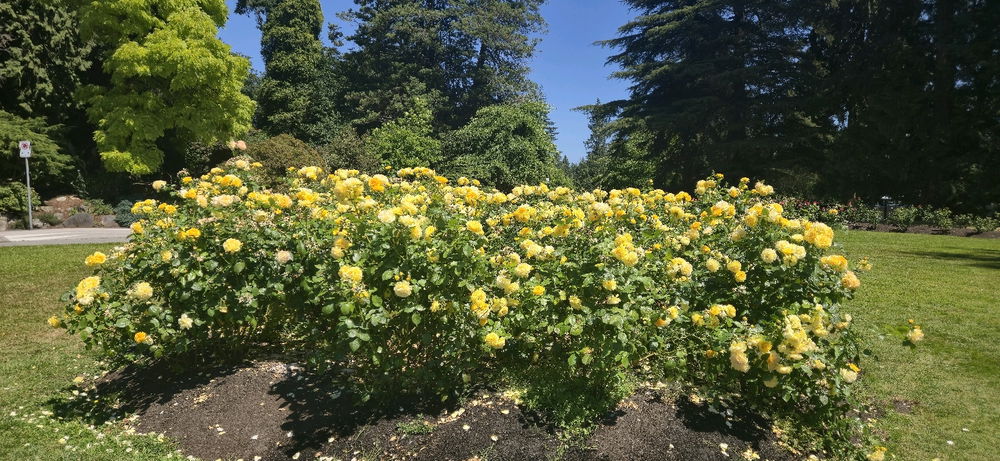 I love flowers