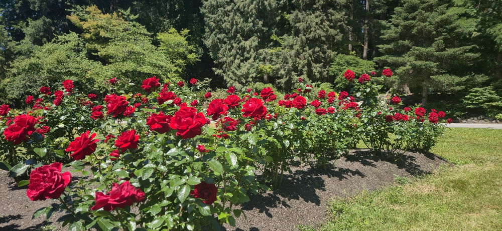 I love flowers