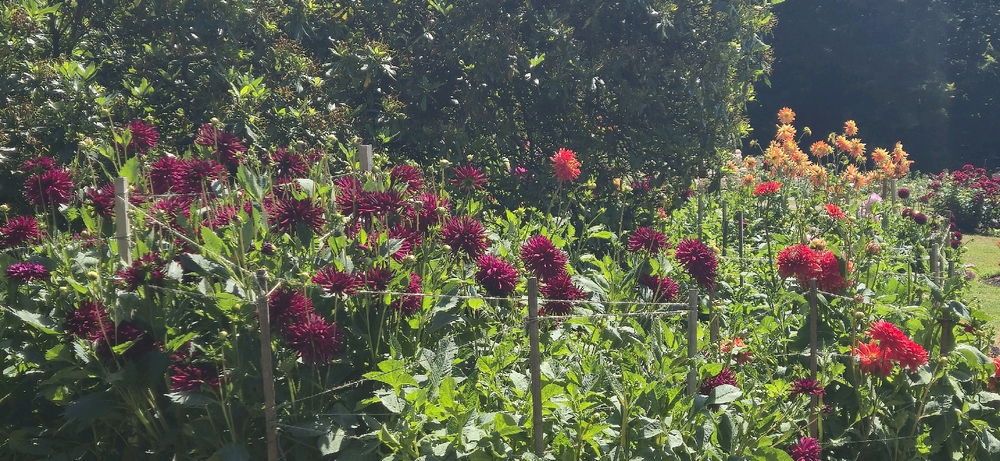 I love flowers