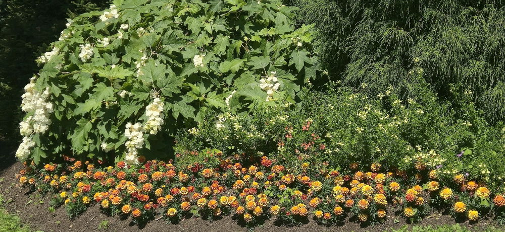 I love flowers