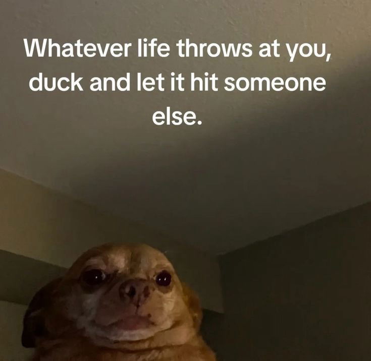 🤭🐣🤘🏼