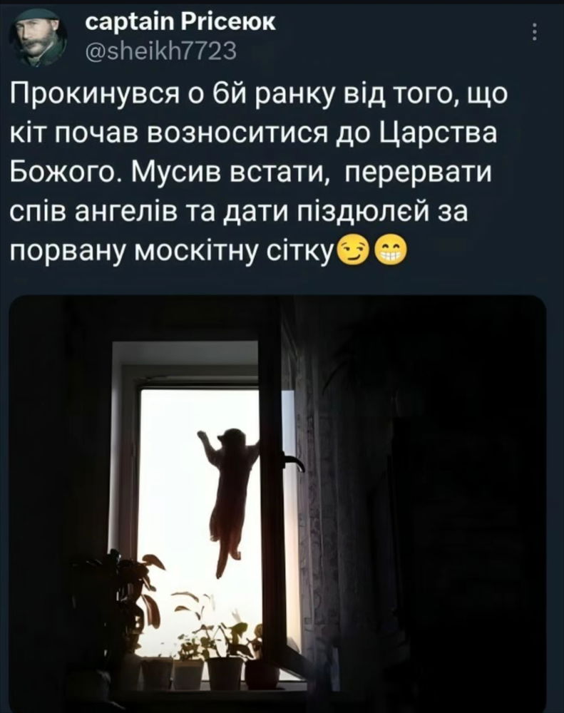 🙀
