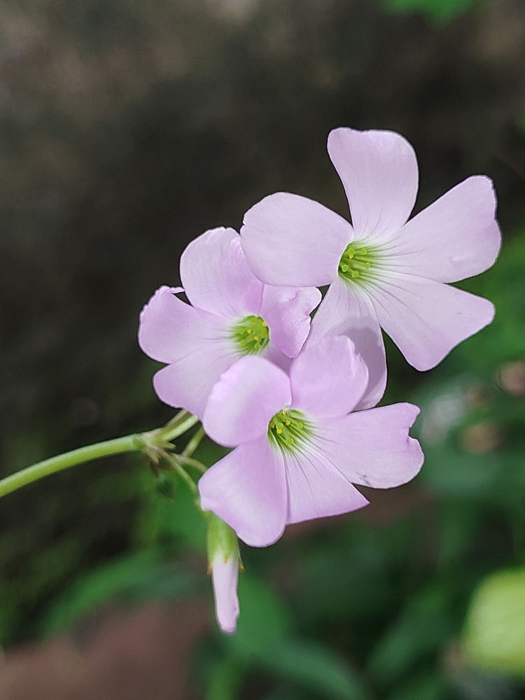 oxalis flower