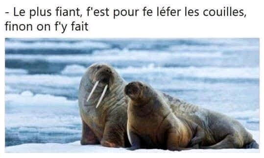 Pensées pour les morses...
