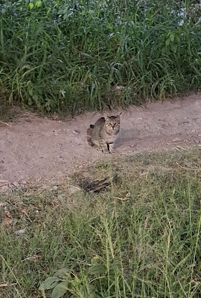 Un hermoso michi bisco 😻
