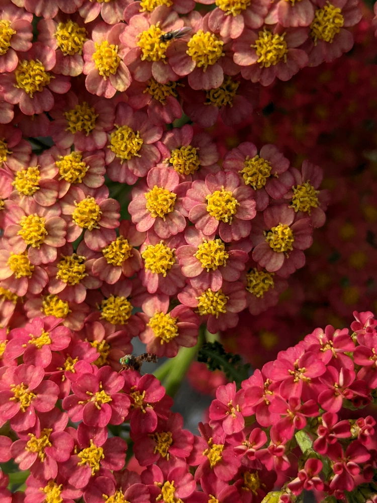 Flower home