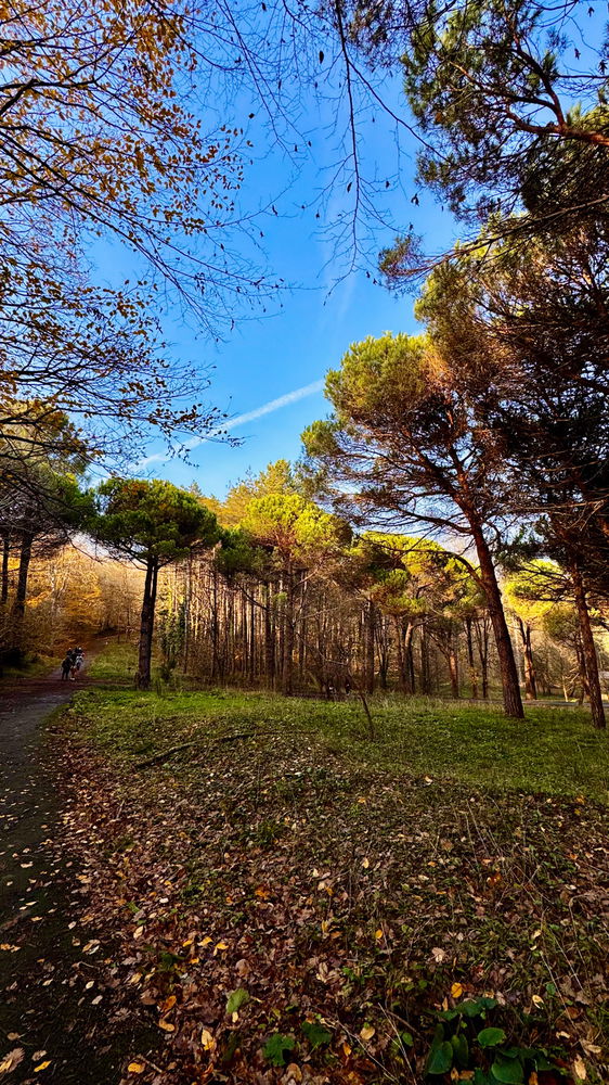 Yeşillendik .. 🌲