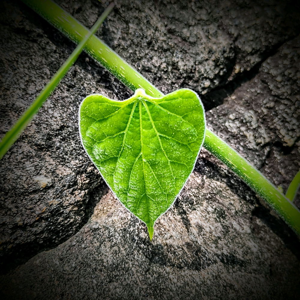 🪨🌿