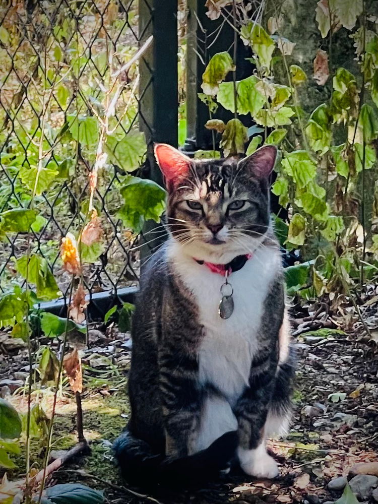 👣A Lunchtime Surprise Encounter 🐈 📸
