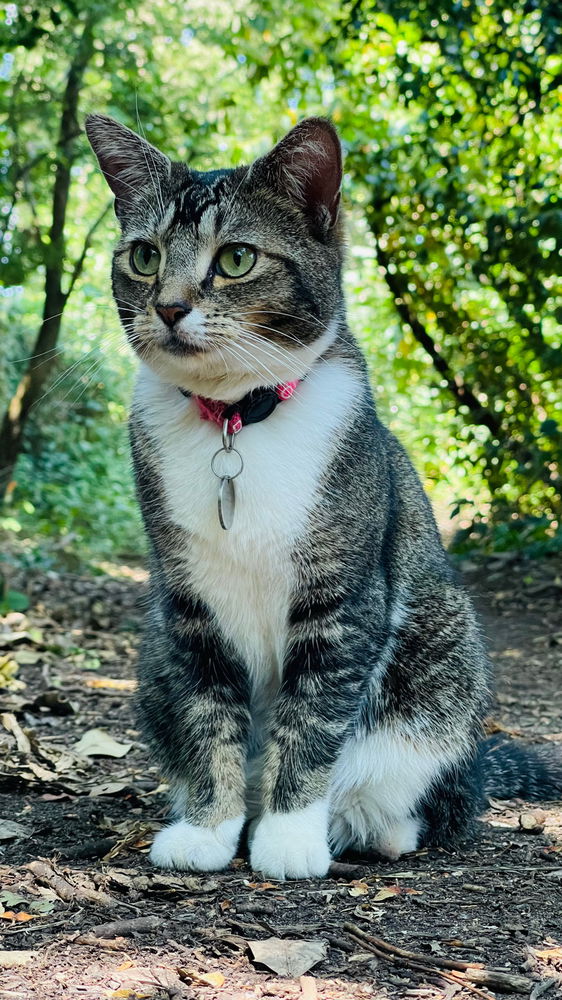 👣A Lunchtime Surprise Encounter 🐈 📸