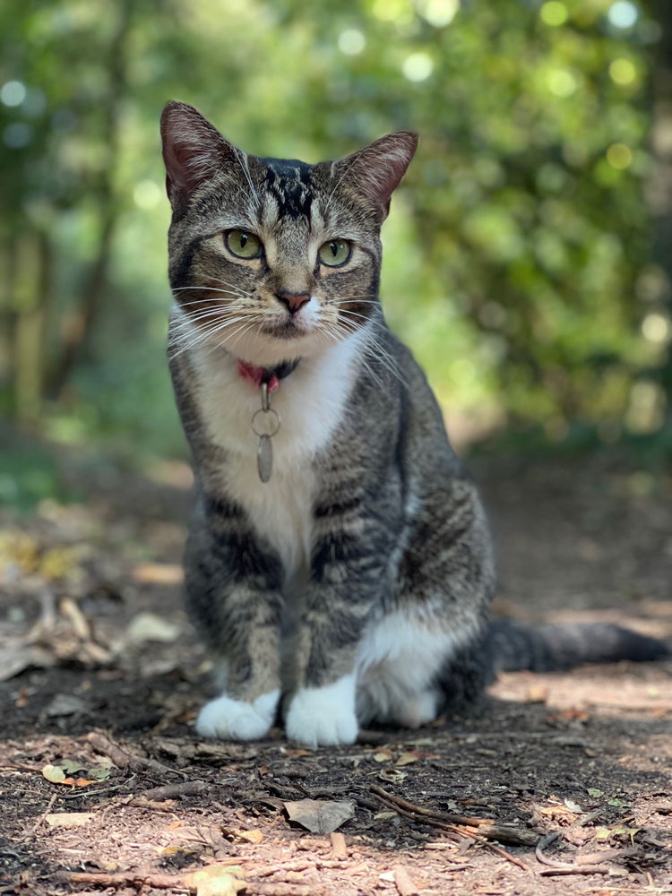👣A Lunchtime Surprise Encounter 🐈 📸