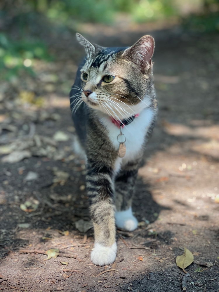 👣A Lunchtime Surprise Encounter 🐈 📸