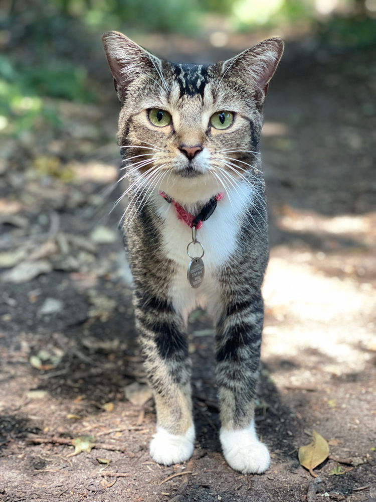 👣A Lunchtime Surprise Encounter 🐈 📸