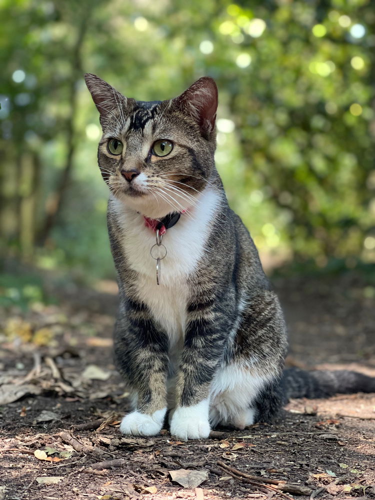 👣A Lunchtime Surprise Encounter 🐈 📸
