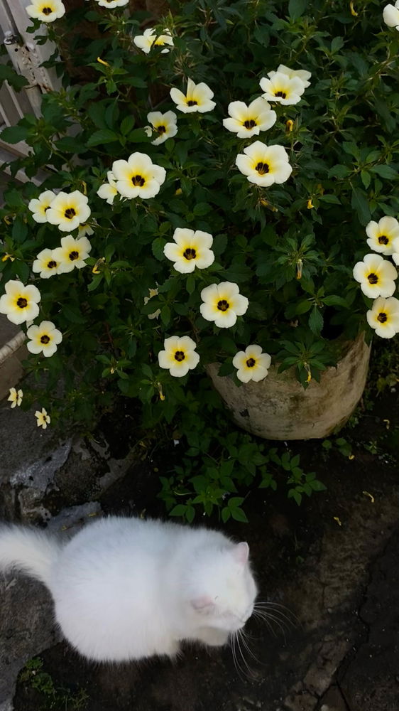 🐈🌼🌿
