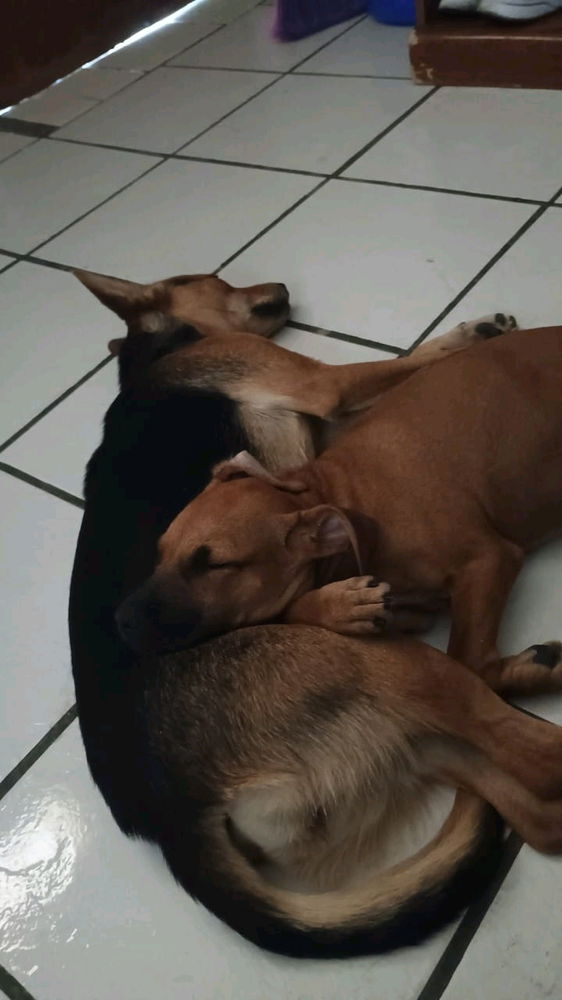 Mis hermosos hijos
