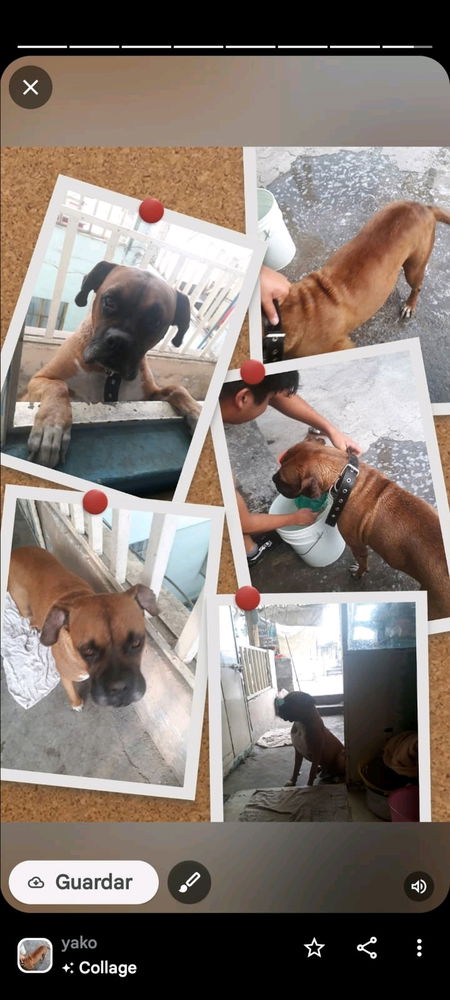 Mis hermosos hijos