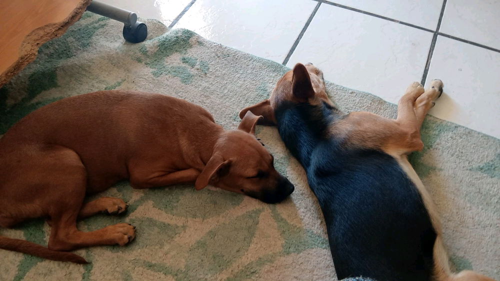 Mis hermosos hijos